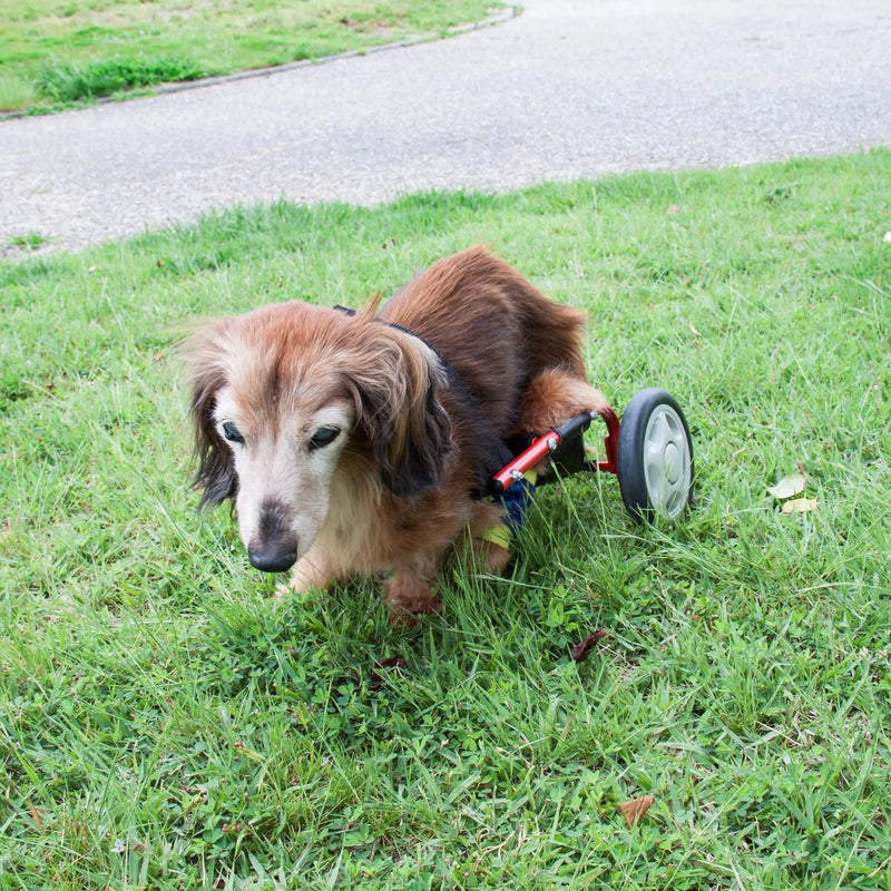 PaletteLife Adjustable Dog Wheelchair (for Miniature Dachshund) hind Legs Rehabilitation Light Weight Pet Supplies Dog Cart Wheels